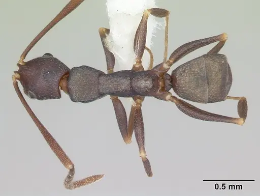 Melophorus majeri specimen CASENT0173923 image casent0173923_1