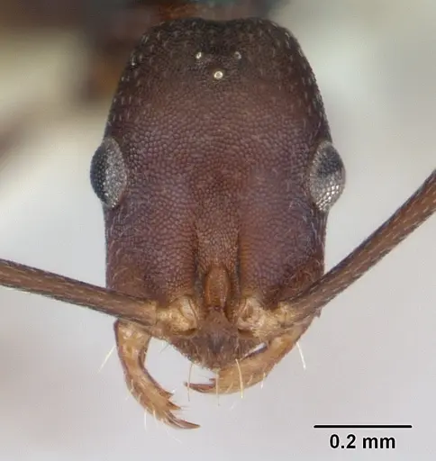 Melophorus majeri specimen CASENT0173923 image casent0173923_2