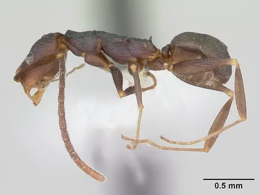 Melophorus majeri specimen CASENT0173923 image casent0173923_3