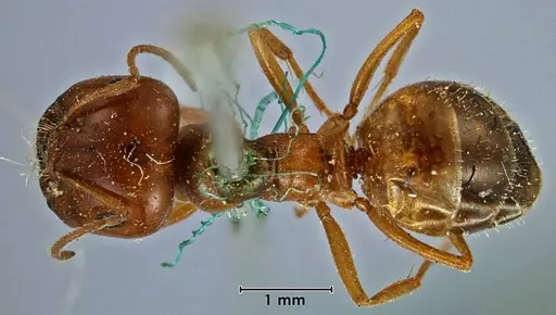 Melophorus major specimen ANTWEB1038573 image antweb1038573_1