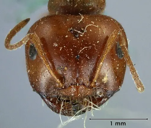 Melophorus major specimen ANTWEB1038573 image antweb1038573_2