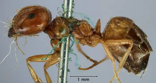 Melophorus major specimen ANTWEB1038573 image antweb1038573_3