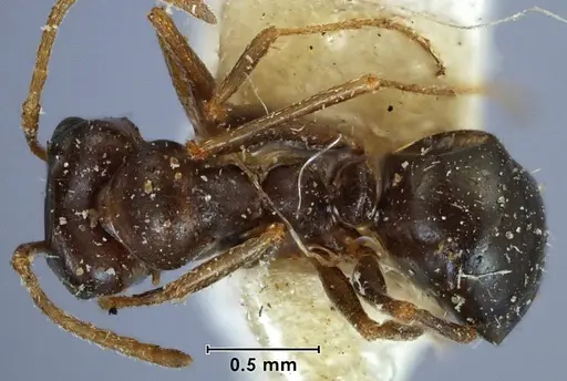 Melophorus major specimen ANTWEB1038574 image antweb1038574_1