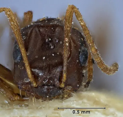 Melophorus major specimen ANTWEB1038574 image antweb1038574_2