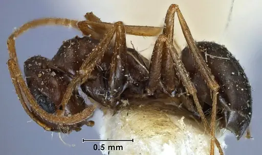 Melophorus major specimen ANTWEB1038574 image antweb1038574_3