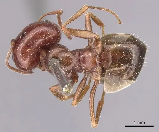 Melophorus major specimen CASENT0905126 image casent0905126_1