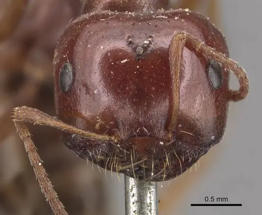 Melophorus major specimen CASENT0905126 image casent0905126_2