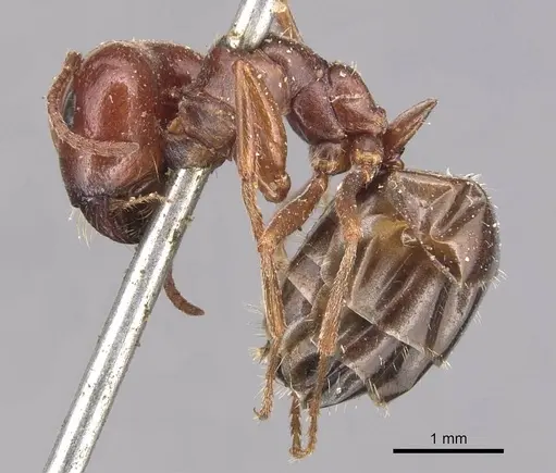 Melophorus major specimen CASENT0905126 image casent0905126_3
