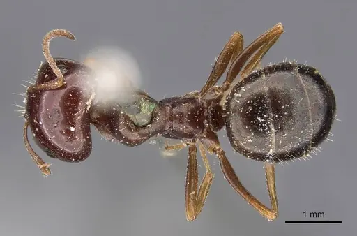 Melophorus major specimen CASENT0909812 image casent0909812_1