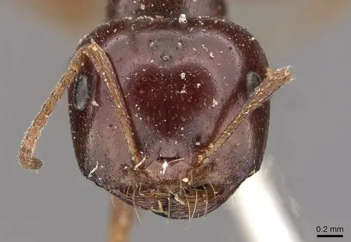 Melophorus major specimen CASENT0909812 image casent0909812_2