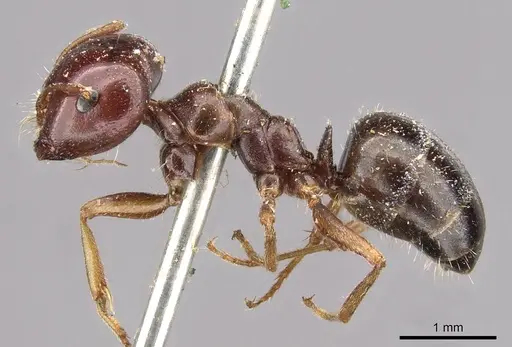 Melophorus major specimen CASENT0909812 image casent0909812_3