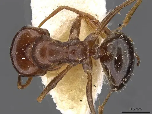 Melophorus major specimen CASENT0909813 image casent0909813_1