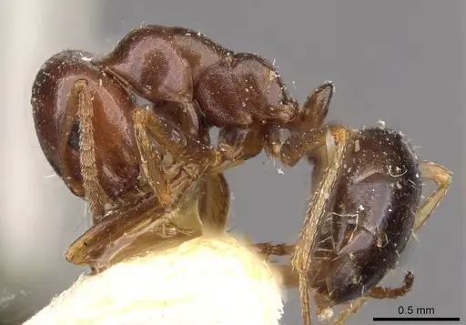 Melophorus major specimen CASENT0909813 image casent0909813_3