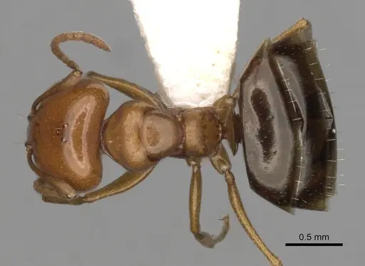 Melophorus marius specimen CASENT0280488 image casent0280488_1