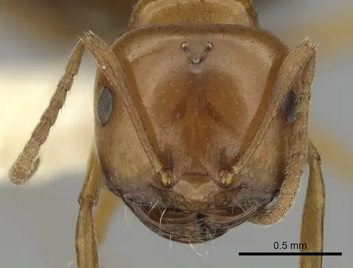 Melophorus marius specimen CASENT0280488 image casent0280488_2