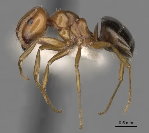 Melophorus marius specimen CASENT0280488 image casent0280488_3