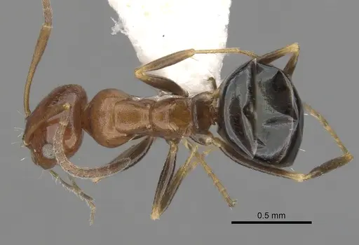Melophorus marius specimen CASENT0280489 image casent0280489_1