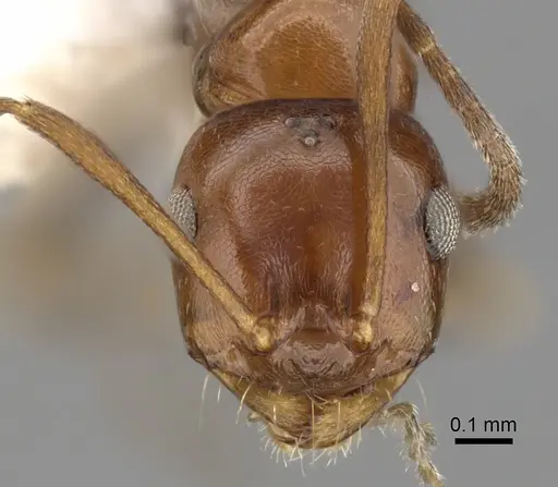 Melophorus marius specimen CASENT0280489 image casent0280489_2
