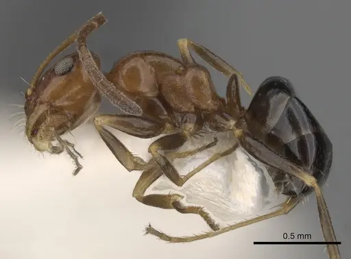 Melophorus marius specimen CASENT0280489 image casent0280489_3