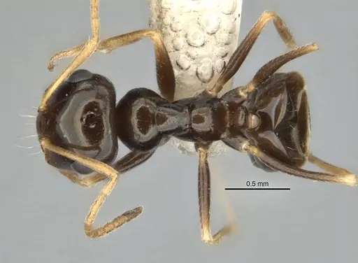 Melophorus marmar specimen ANIC32-900054-1 image anic32-900054-1_1