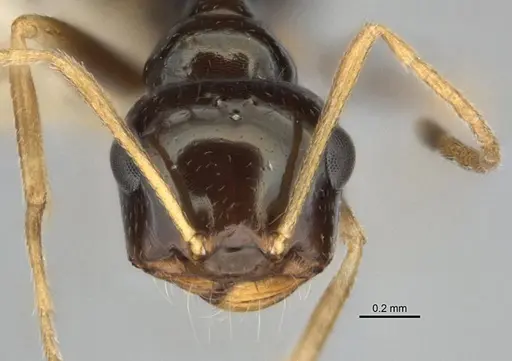 Melophorus marmar specimen ANIC32-900054-1 image anic32-900054-1_2