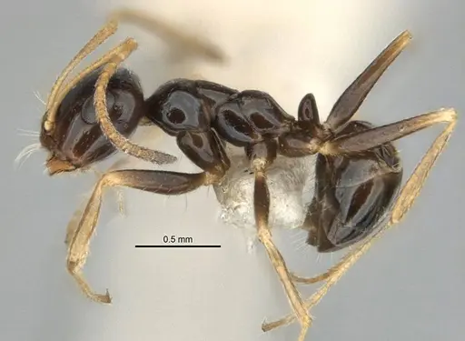 Melophorus marmar specimen ANIC32-900054-1 image anic32-900054-1_3