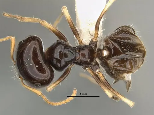 Melophorus marmar specimen ANIC32-900054-2 image anic32-900054-2_1