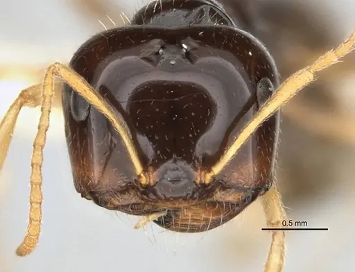 Melophorus marmar specimen ANIC32-900054-2 image anic32-900054-2_2