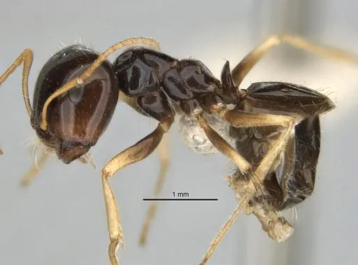 Melophorus marmar specimen ANIC32-900054-2 image anic32-900054-2_3