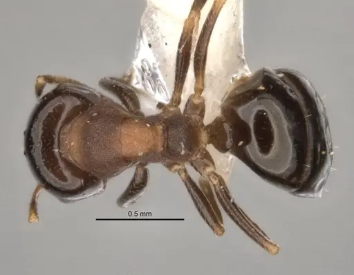 Melophorus microreticulatus specimen ANIC32-900171 image anic32-900171_1