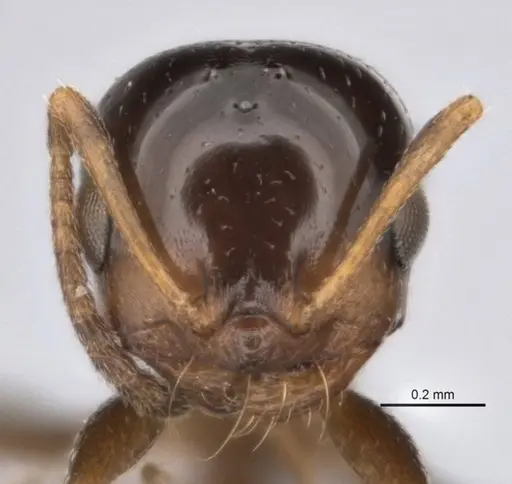 Melophorus microreticulatus specimen ANIC32-900171 image anic32-900171_2