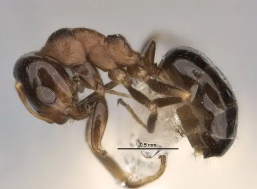 Melophorus microreticulatus specimen ANIC32-900171 image anic32-900171_3