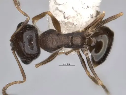 Melophorus microreticulatus specimen ANIC32-900172 image anic32-900172_1