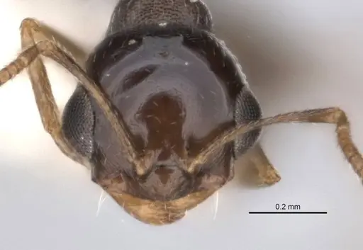 Melophorus microreticulatus specimen ANIC32-900172 image anic32-900172_2