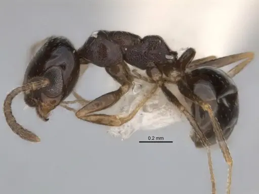 Melophorus microreticulatus specimen ANIC32-900172 image anic32-900172_3