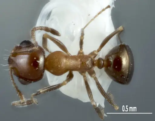 Melophorus microreticulatus specimen ANTWEB1041101 image antweb1041101_1