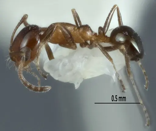 Melophorus microreticulatus specimen ANTWEB1041101 image antweb1041101_3