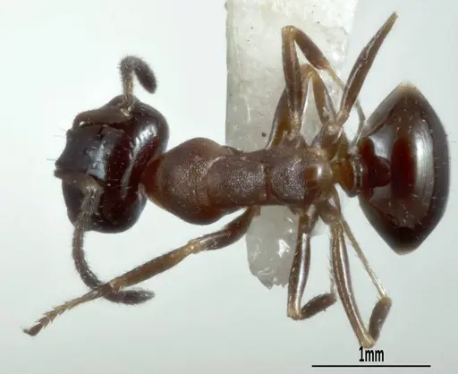 Melophorus microreticulatus specimen ANTWEB1041102 image antweb1041102_1