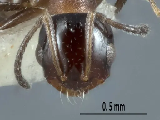 Melophorus microreticulatus specimen ANTWEB1041102 image antweb1041102_2