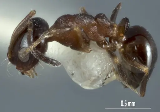 Melophorus microreticulatus specimen ANTWEB1041102 image antweb1041102_3