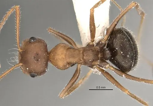 Melophorus microtriches specimen ANIC32-900121-1 image anic32-900121-1_1