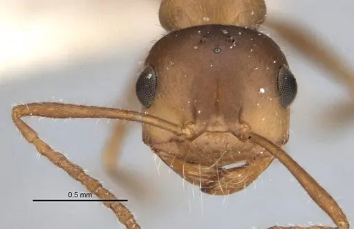 Melophorus microtriches specimen ANIC32-900121-1 image anic32-900121-1_2