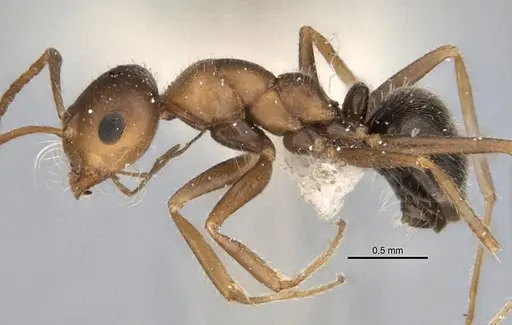 Melophorus microtriches specimen ANIC32-900121-1 image anic32-900121-1_3