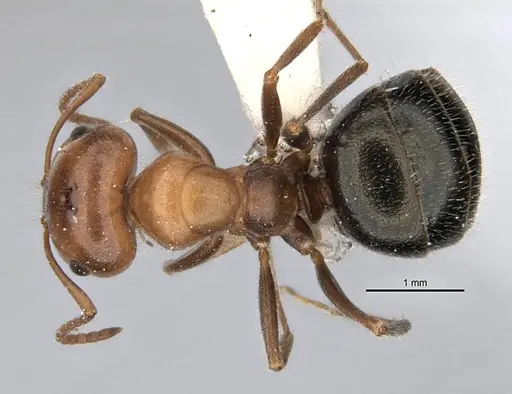 Melophorus microtriches specimen ANIC32-900121-2 image anic32-900121-2_1