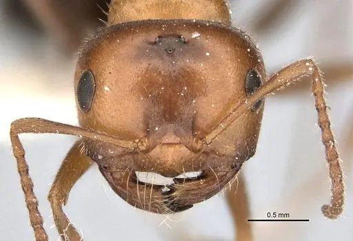 Melophorus microtriches specimen ANIC32-900121-2 image anic32-900121-2_2
