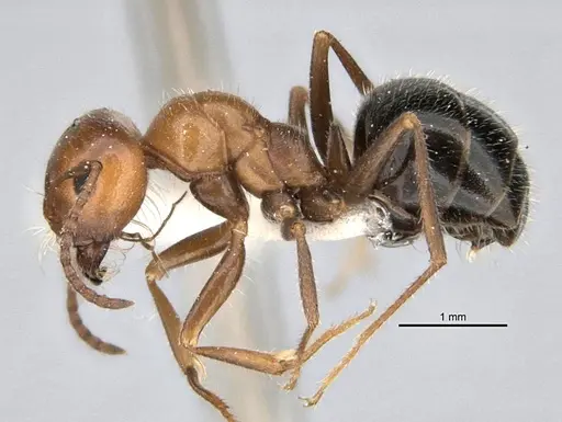 Melophorus microtriches specimen ANIC32-900121-2 image anic32-900121-2_3