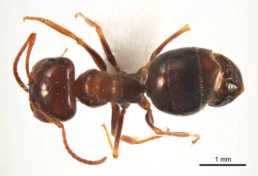 Melophorus microtriches specimen ANTWEB1008659 image antweb1008659_1