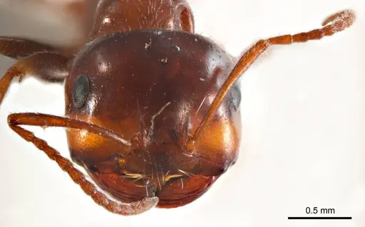 Melophorus microtriches specimen ANTWEB1008659 image antweb1008659_2