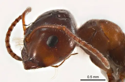 Melophorus microtriches specimen ANTWEB1008659 image antweb1008659_3