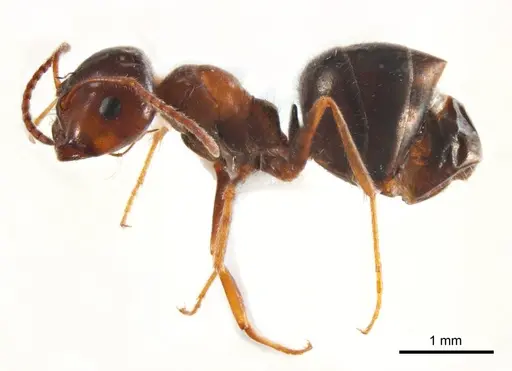 Melophorus microtriches specimen ANTWEB1008659 image antweb1008659_4